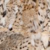 Close-up shot of an American lynx vest