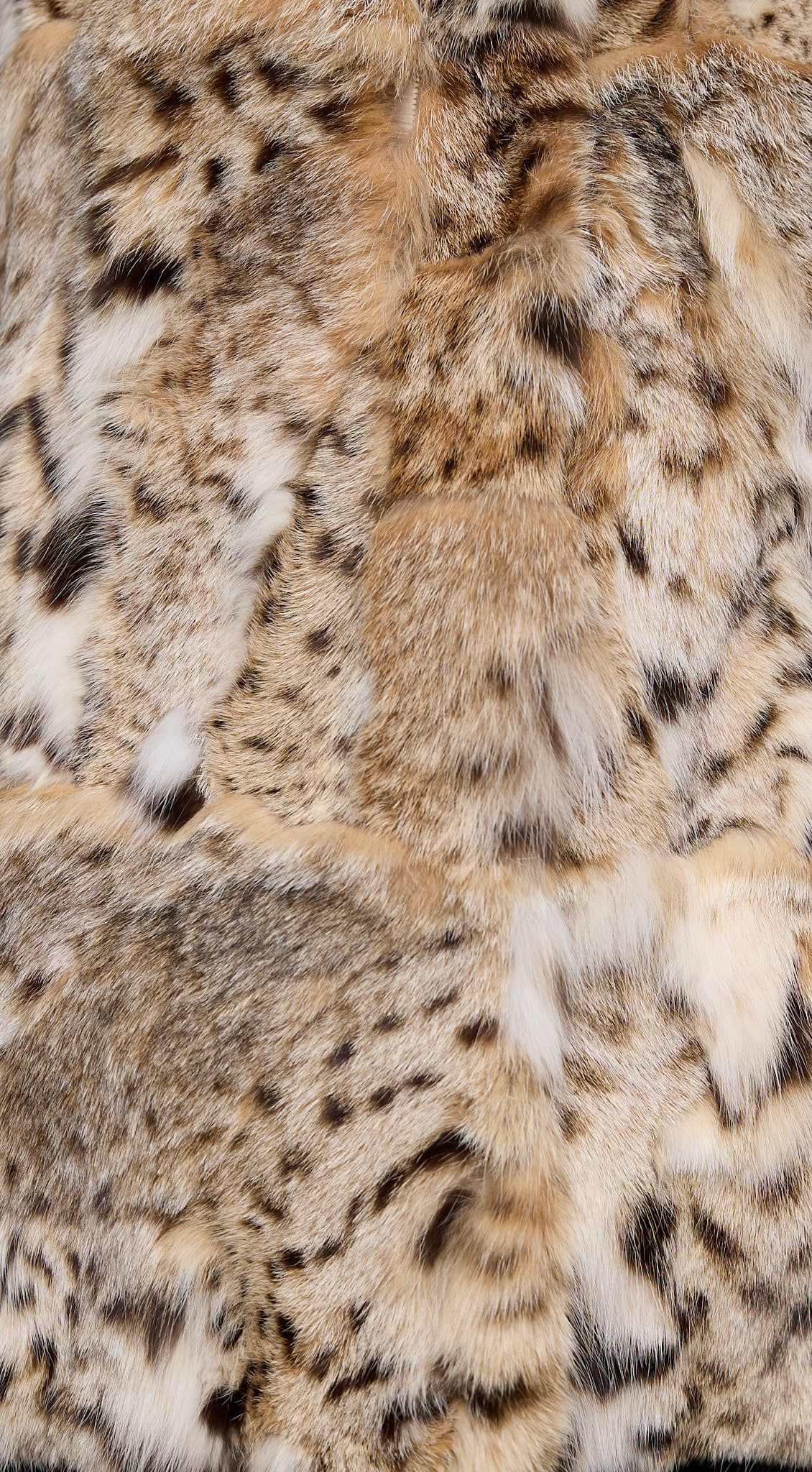 Close-up shot of an American lynx vest