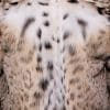 the back of a woman in a lynx fur coat against a grey background