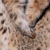 close up detail a lynx fur coat